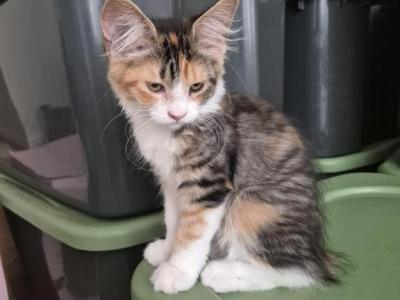 Tiarah - Maine Coon - Gallery Photo #1