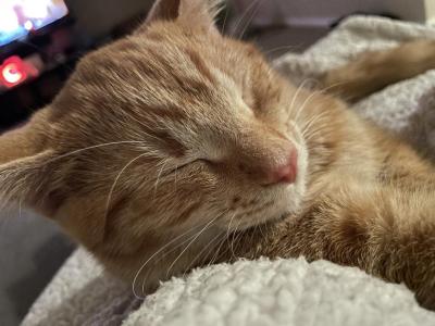 Simba - American Shorthair - Gallery Photo #1