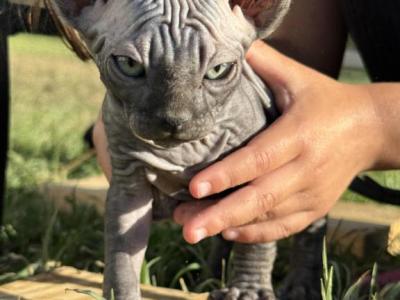 Sphynx Kittens - Sphynx - Gallery Photo #1