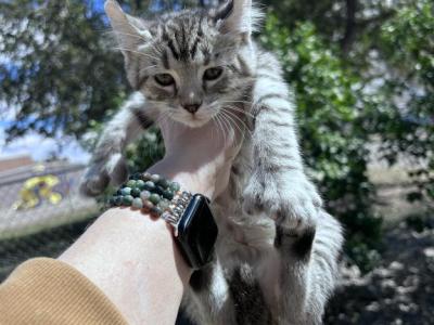 Montana Highland Lynx - Highlander - Gallery Photo #1