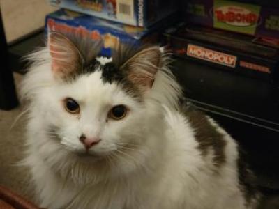Henry - Domestic - Gallery Photo #1