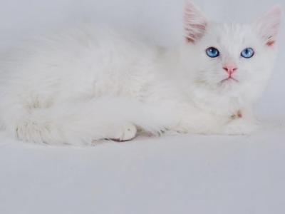 Walker - Ragdoll - Gallery Photo #1