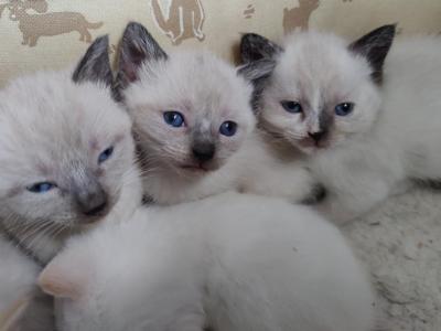 Blue Eyed Kittens - Siamese - Gallery Photo #1