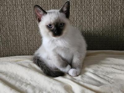 Luciana - Ragdoll - Gallery Photo #1