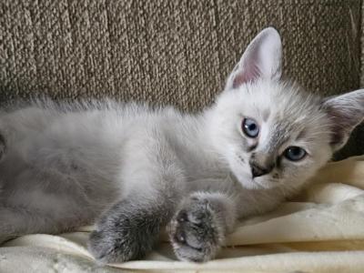 Skylar - Ragdoll - Gallery Photo #1