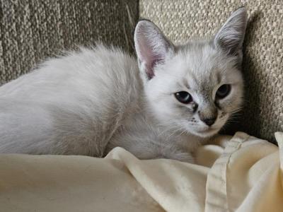 West - Ragdoll - Gallery Photo #1