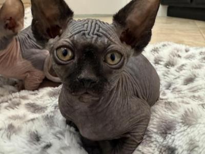 Black Sphynx Kitten - Sphynx - Gallery Photo #1