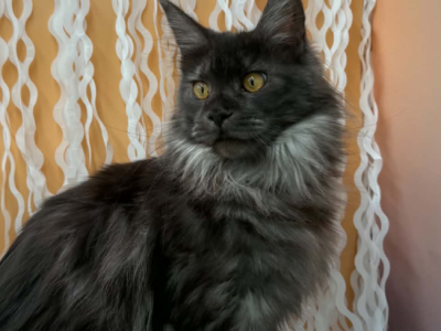 Racine - Maine Coon - Gallery Photo #1