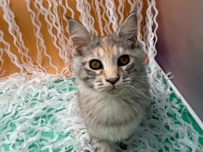 Cali - Maine Coon - Gallery Photo #1