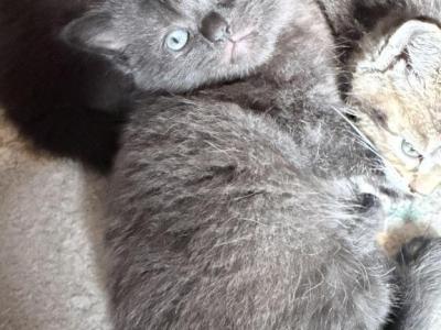 6 Weeks Old Half Ragdoll Half British Short Hair - British Shorthair - Gallery Photo #1