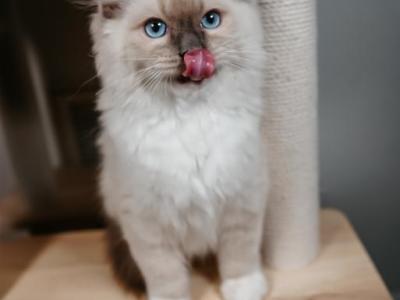 Sophies Litter - Ragdoll - Gallery Photo #1