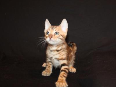Golden Pelt - Bengal - Gallery Photo #1