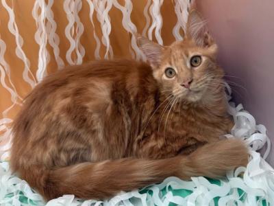 Marmalade - Polydactyl - Gallery Photo #1