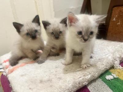 Siamese Kitties - Siamese - Gallery Photo #1