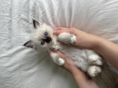 Birman Stella - Birman - Gallery Photo #1