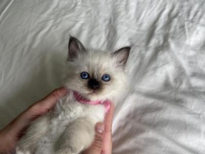 Birman Sugar - Birman - Gallery Photo #1