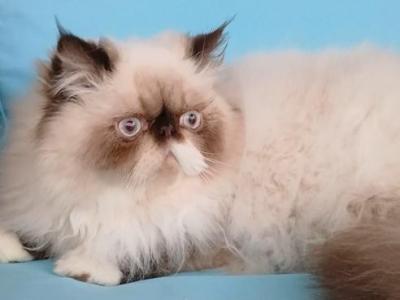 NEUTERED AND OUR LAST Himalayan CFA EXOTIC - Himalayan - Gallery Photo #1