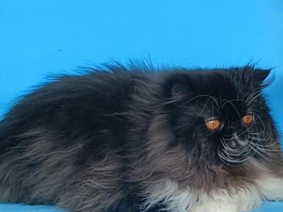 SPAYED Sweet CFA REGISTERED Exotic Longhair - Exotic - Gallery Photo #1