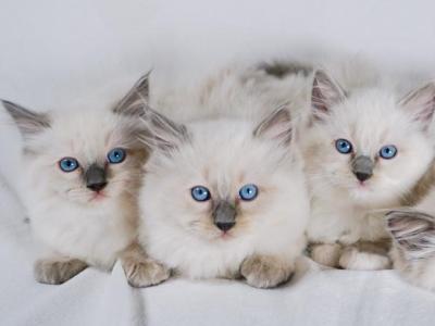 Harlows Litter - Ragdoll - Gallery Photo #1