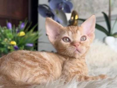 Ginger - Devon Rex - Gallery Photo #1