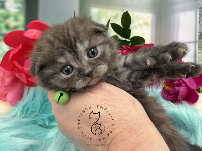 Portland Ivan Scottish Fold Kitten - Scottish Fold - Gallery Photo #1
