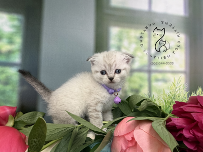 Portland Ilona Scottish Fold Kitty - Scottish Fold - Gallery Photo #1