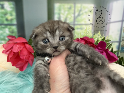 Portland Ilan Scottish Fold Kitten - Scottish Fold - Gallery Photo #1