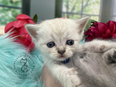 Portland Infinity Scottish Straight Kitten - Scottish Straight - Gallery Photo #1