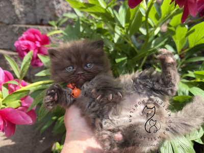 Portland Cooper Scottish Straight Highland Kitten - Scottish Straight - Gallery Photo #1