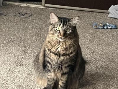 Diamond - Ragdoll - Gallery Photo #1