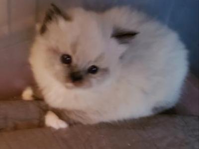 Faith's Babies - Ragdoll - Gallery Photo #1