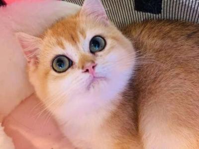 NAVA - British Shorthair - Gallery Photo #1