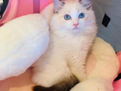 Marshmallow - Ragdoll - Gallery Photo #1