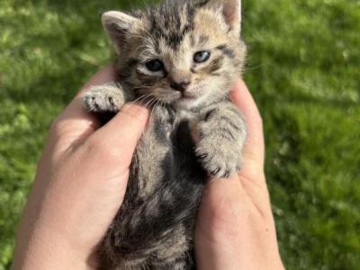 Gray Brown Tabby Kittens - Domestic - Gallery Photo #1
