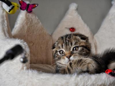 Henry - Scottish Fold - Gallery Photo #1