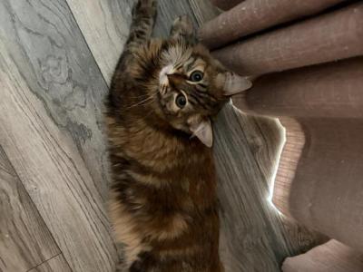 Pumpkin - Siberian - Gallery Photo #1