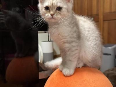 Ollie - British Shorthair - Gallery Photo #1