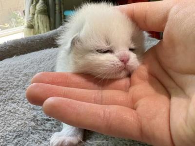 Jade - Ragdoll - Gallery Photo #1