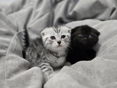 Elssa Kitty - Scottish Fold - Gallery Photo #1