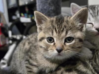 Kittens - Scottish Straight - Gallery Photo #1