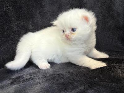 Vale - Persian - Gallery Photo #1