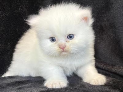 Teddy - Persian - Gallery Photo #1