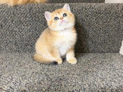 Mila - British Shorthair - Gallery Photo #1