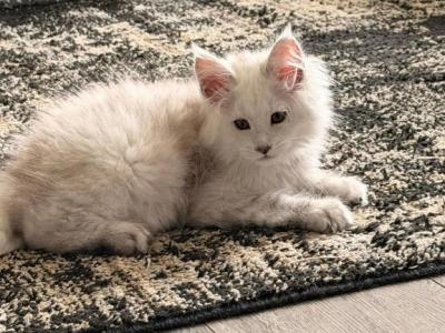 Junior - Maine Coon - Gallery Photo #1