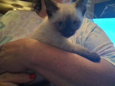 Tuckers Kittens - Siamese - Gallery Photo #1