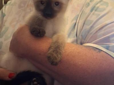Fancy - Siamese - Gallery Photo #1
