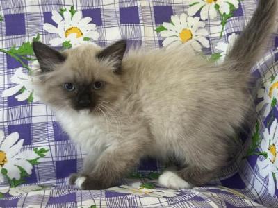 Full Radgoll - Ragdoll - Gallery Photo #1