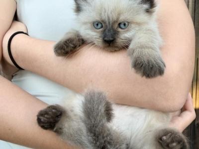 Himmie - Himalayan - Gallery Photo #1