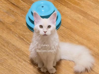 Lainey Red Smoke - Maine Coon - Gallery Photo #1