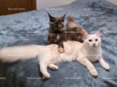 Litter L Also Listed Individually - Maine Coon - Gallery Photo #1